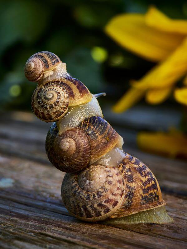 Close-up of the extraction process